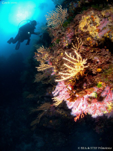 Red coral (corallium rubrum), Calanques de Cassis. by Bea & Stef Primatesta 